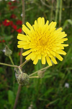 Sonchus asper \ Raue Gnsedistel / Prickly Sow-Thistle, Lesbos Mytilini 23.4.2014