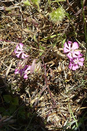 Silene colorata \ Farbiges Leimkraut / Mediterranean Catchfly, Lesbos Sigri 14.4.2014