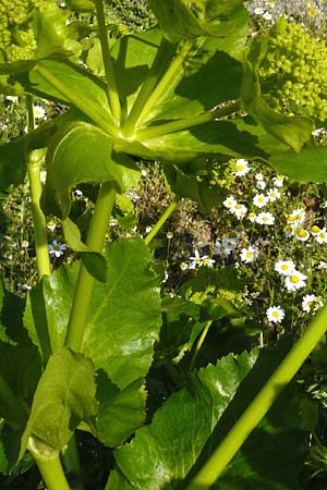 Smyrnium creticum / Cretan Alexanders, Lesbos Sigri 14.4.2014