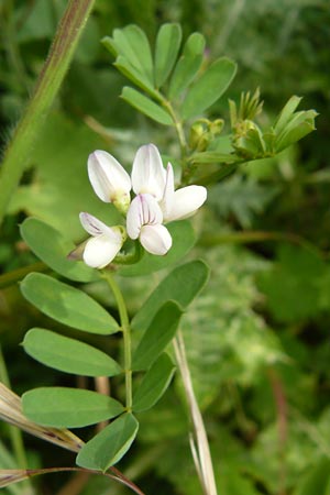 Securigera cretica \ Kretische Beilwicke / Cretan Hatchet Vetch, Lesbos Polichnitos 16.4.2014