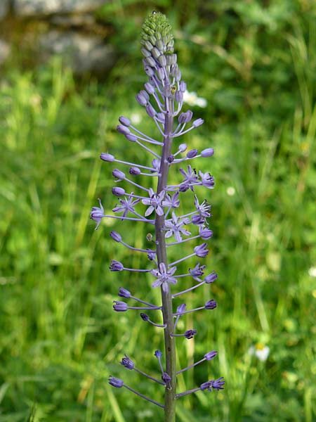 Scilla hyacinthoides \ Hyazinthen-Blaustern / Hyacinth Squill, Wood Squill, Lesbos Asomatos 24.4.2014