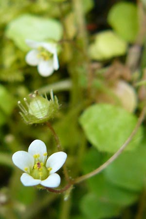 Saxifraga hederacea \ Efeublttriger Steinbrech / Ivy-Leaved Saxifrage, Lesbos Agiasos 15.4.2014