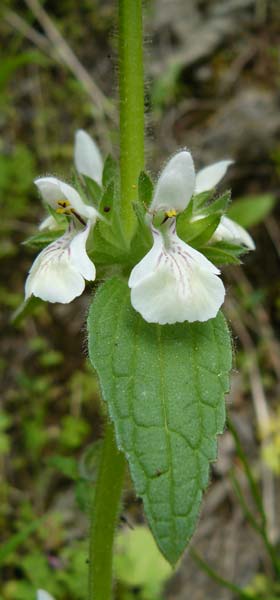 Stachys spinulosa / Spiny Woundwort, Lesbos Asomatos 17.4.2014