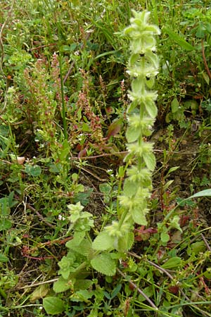 Sideritis lanata \ Wolliges Gliedkraut, Lesbos Asomatos 17.4.2014