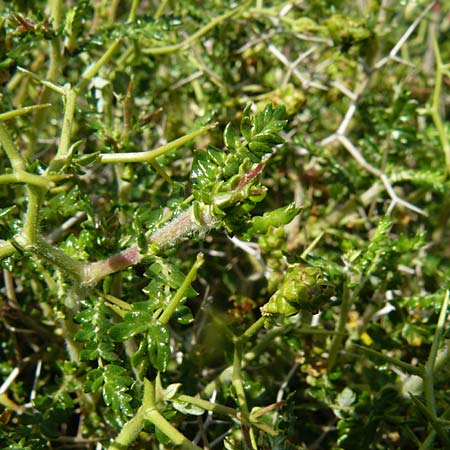 Sarcopoterium spinosum \ Dornige Bibernelle, Dornige Becherblume, Lesbos Kalloni 18.4.2014