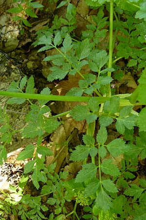 Smyrnium rotundifolium \ Rundblttrige Gelbdolde / Round-Leaved Alexanders, Lesbos Agiasos 24.4.2014