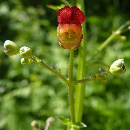 Scrophularia nodosa \ Knotige Braunwurz / Common Figwort, Lesbos Agiasos 15.4.2014