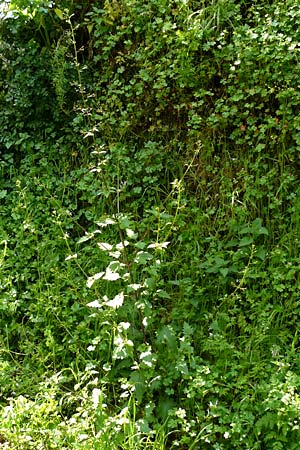 Scrophularia nodosa \ Knotige Braunwurz / Common Figwort, Lesbos Agiasos 15.4.2014
