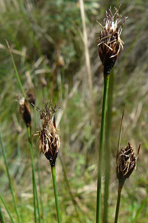 Schoenus nigricans \ Schwrzliche Kopfbinse, Lesbos Vasilika 21.4.2014