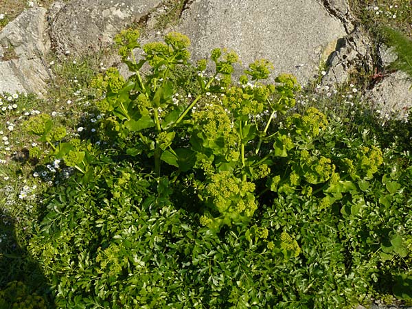 Smyrnium creticum \ Kretische Gelbdolde / Cretan Alexanders, Lesbos Sigri 14.4.2014