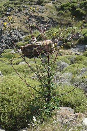 Sonchus asper \ Raue Gnsedistel / Prickly Sow-Thistle, Lesbos Sigri 22.4.2014