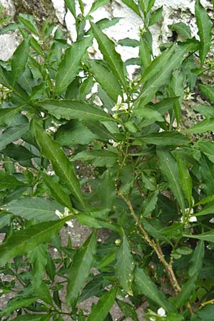 Solanum pseudocapsicum \ Korallen-Bumchen, Korallen-Kirsche / Jerusalem Cherry, Winter Cherry, Lesbos Molyvos 19.4.2014