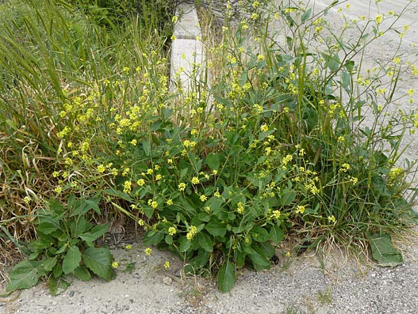 Brassica nigra \ Schwarzer Senf, Lesbos Lisvori 16.4.2014