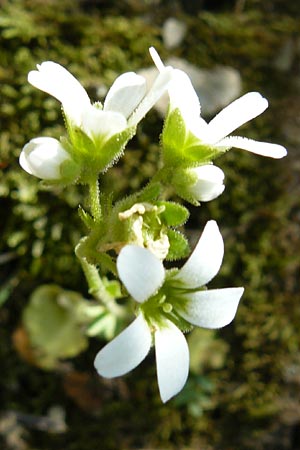 Saxifraga carpetana subsp. graeca \ Carpetana-Steinbrech / Carpetana Saxifrage, Lesbos Agiasos 15.4.2014