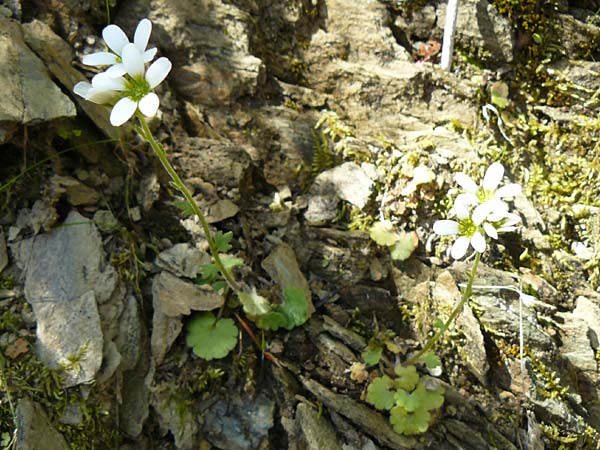 Saxifraga carpetana subsp. graeca \ Carpetana-Steinbrech, Lesbos Agiasos 15.4.2014
