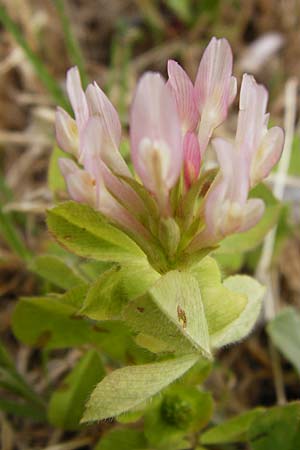 Trifolium clypeatum \ Schild-Klee, Lesbos Mytilini 13.4.2014