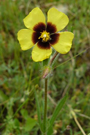 Tuberaria guttata \ Geflecktes Sandrschen / Spotted Rock-Rose, Lesbos Asomatos 17.4.2014