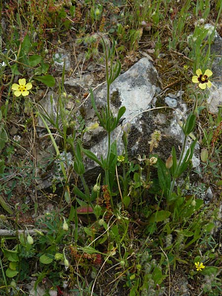 Tuberaria guttata \ Geflecktes Sandrschen / Spotted Rock-Rose, Lesbos Asomatos 17.4.2014