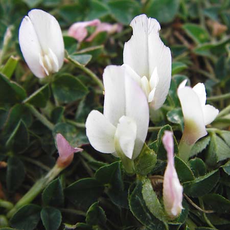 Trifolium uniflorum \ Einbltiger Klee / One-Flowered Clover, Lesbos Mytilini 13.4.2014