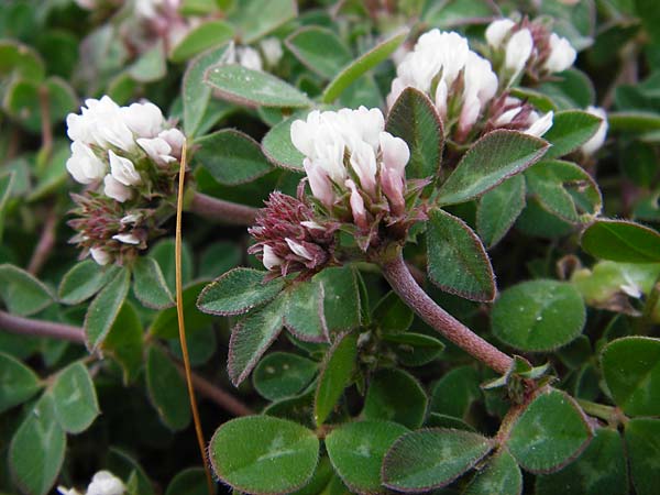 Trifolium scabrum \ Rauer Klee / Rough Clover, Lesbos Mytilini 13.4.2014