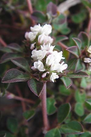 Trifolium scabrum \ Rauer Klee / Rough Clover, Lesbos Mytilini 13.4.2014