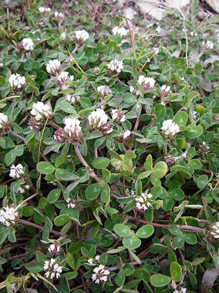 Trifolium scabrum / Rough Clover, Lesbos Mytilini 13.4.2014