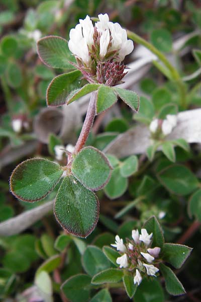 Trifolium scabrum / Rough Clover, Lesbos Mytilini 13.4.2014