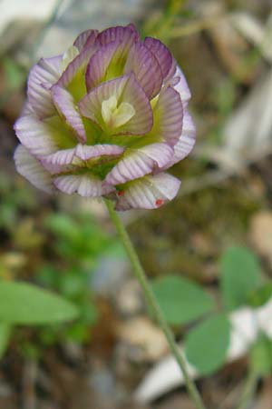Trifolium grandiflorum \ Grobltiger Klee / Large-Flower Hop Clover, Purple Clover, Lesbos Asomatos 17.4.2014