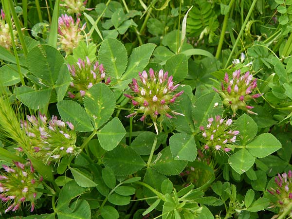 Trifolium spumosum \ Schaum-Klee / Bladder Clover, Lesbos Mytilini 23.4.2014