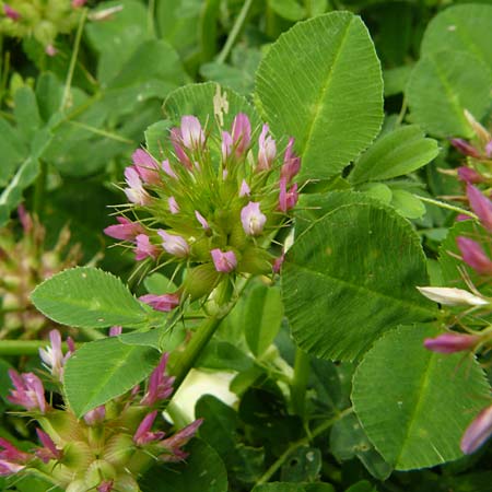 Trifolium spumosum \ Schaum-Klee / Bladder Clover, Lesbos Mytilini 23.4.2014