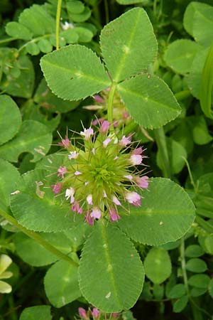 Trifolium spumosum \ Schaum-Klee / Bladder Clover, Lesbos Mytilini 23.4.2014