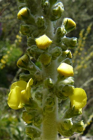 Verbascum mucronatum \ Stachelspitzige Knigskerze / Elongated Mullein, Lesbos Agiasos 24.4.2014