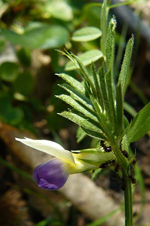 Vicia barbazitae \ Drsige Wicke / Barbazita's Vetch, Lesbos Agiasos 15.4.2014