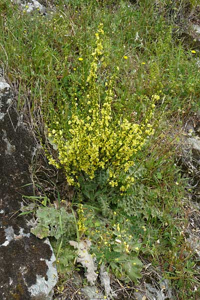 Verbascum aschersonii \ Aschersons Knigskerze / Ascherson's Mullein, Lesbos Asomatos 17.4.2014