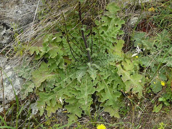 Verbascum aschersonii \ Aschersons Knigskerze / Ascherson's Mullein, Lesbos Asomatos 17.4.2014