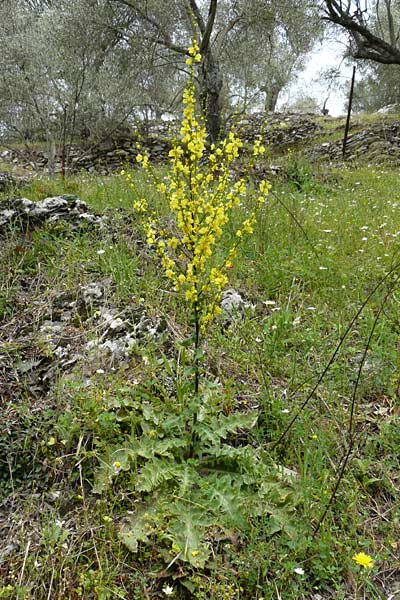 Verbascum aschersonii \ Aschersons Knigskerze / Ascherson's Mullein, Lesbos Asomatos 17.4.2014