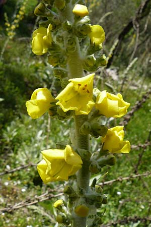 Verbascum mucronatum \ Stachelspitzige Knigskerze / Elongated Mullein, Lesbos Agiasos 24.4.2014