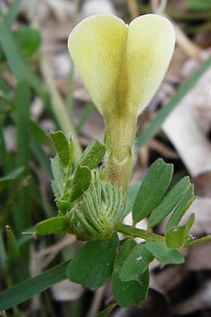 Vicia hybrida \ Hybrid-Wicke / Hairy Vellow-Vetch, Lesbos Mytilini 13.4.2014