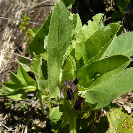 Vicia johannis var. johannis \ Maus-Wicke, Lesbos Agiasos 15.4.2014