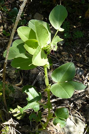 Vicia johannis var. johannis \ Maus-Wicke / Johannis Vetch, Lesbos Agiasos 15.4.2014