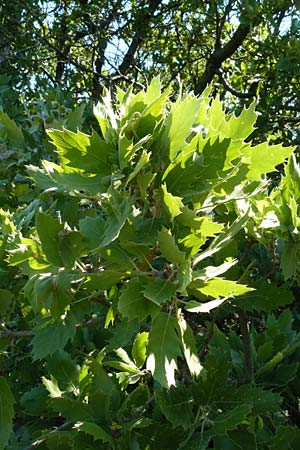 Quercus ithaburensis subsp. macrolepis \ Wallonen-Eiche / Valonian Oak, Tabor Oak, Lesbos Andissa 14.4.2014