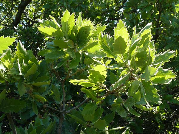 Quercus ithaburensis subsp. macrolepis \ Wallonen-Eiche / Valonian Oak, Tabor Oak, Lesbos Andissa 14.4.2014