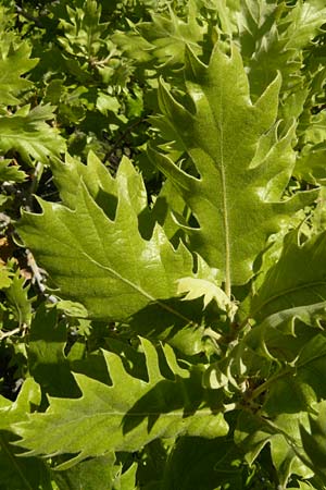 Quercus ithaburensis subsp. macrolepis / Valonian Oak, Tabor Oak, Lesbos Andissa 14.4.2014