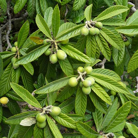 Rhaphiolepis bibas / Loquat, Lesbos Kalloni 18.4.2014