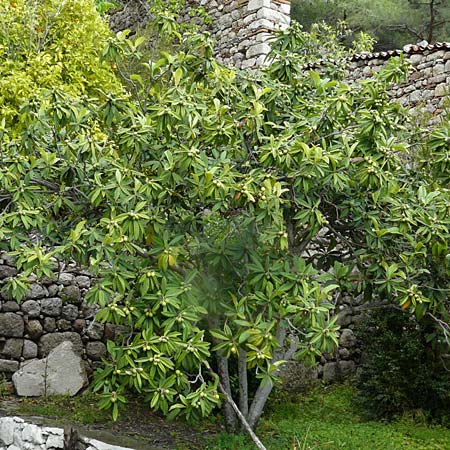 Rhaphiolepis bibas / Loquat, Lesbos Kalloni 18.4.2014