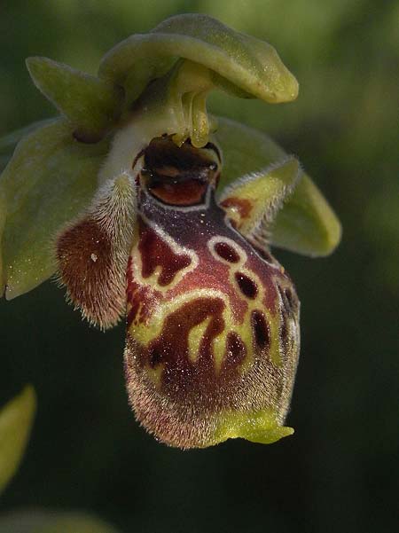 Ophrys bucephala \ Stierköpfige Ragwurz / Bull-Headed Orchid, Lesbos,  Nordwesten/Northwest 8.5.2009 (Photo: Helmut Presser)