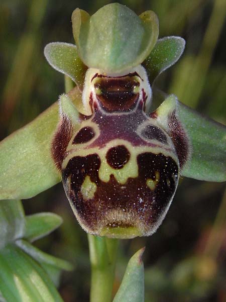 Ophrys bucephala \ Stierköpfige Ragwurz / Bull-Headed Orchid, Lesbos,  Plomari 6.5.2009 (Photo: Helmut Presser)