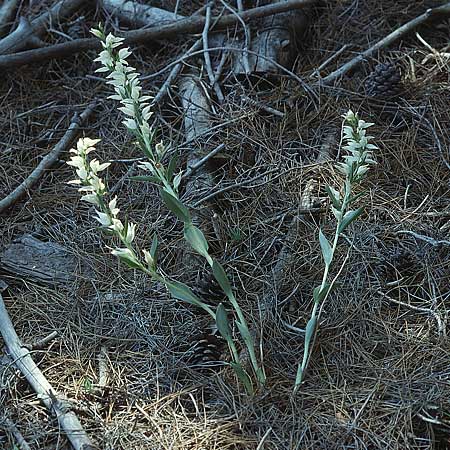 Cephalanthera epipactoides \ Gesporntes Waldvögelein / Eastern Hooded Helleborine, Spurred Helleborine, Lesbos,  Mitilini 11.5.1995 