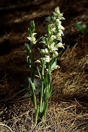 Cephalanthera epipactoides \ Gesporntes Waldvögelein / Eastern Hooded Helleborine, Spurred Helleborine, Lesbos,  Mitilini 11.5.1995 