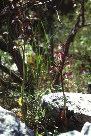 Comperia comperiana \ Bartorchis / Komper's Orchid, Lesbos,  Agiasos 16.5.1995 